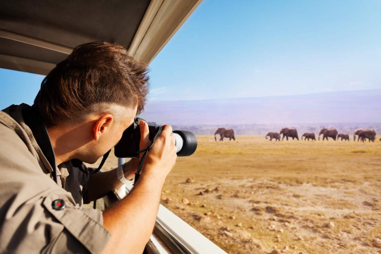 How to decorate a room with wildlife photography